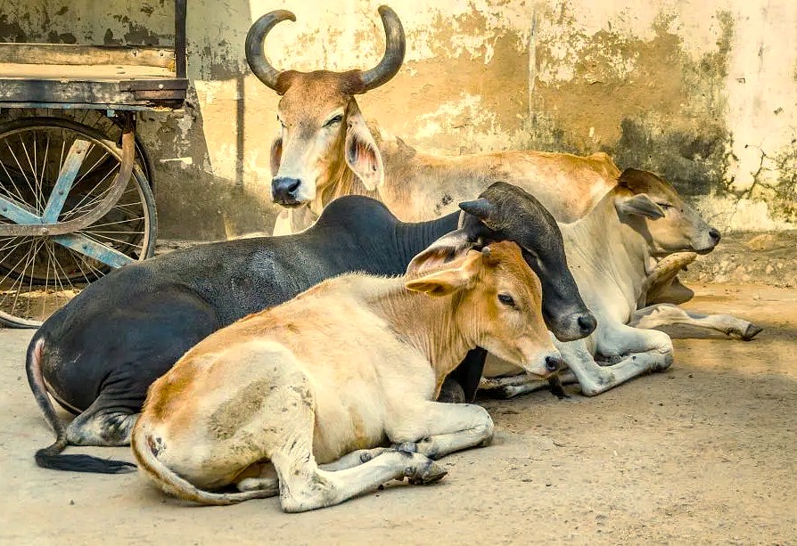 A group of Indian cattle resting near the Aihole-Galagantha Temple, a common sight in India near the Badami and Pattadakal UNESCO temples heritage sites. A group of Indian cattle resting near the Aihole-Galagantha Temple, a common sight in India near the Badami and Pattadakal UNESCO temples heritage sites.