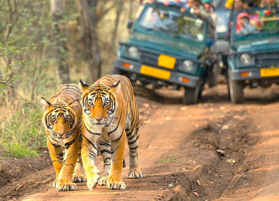 Experience a family-friendly Gautala Wildlife Sanctuary Safari in Aurangabad, Maharashtra, India, where Bengal tigers roam lush forests near UNESCO Ellora and Ajanta Caves, offering truly unforgettable wildlife and heritage adventures.