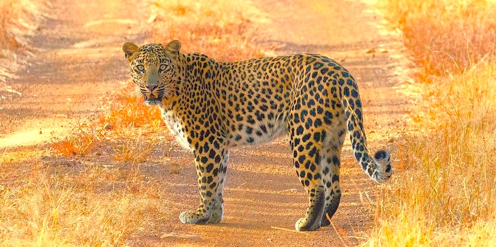 immersive Gautala Wildlife Sanctuary Safari in Aurangabad, Maharashtra, India, offers breathtaking leopard sightings, rich biodiversity, and proximity to UNESCO’s Ellora and Ajanta Caves, perfect for eco-tour and heritage exploration.