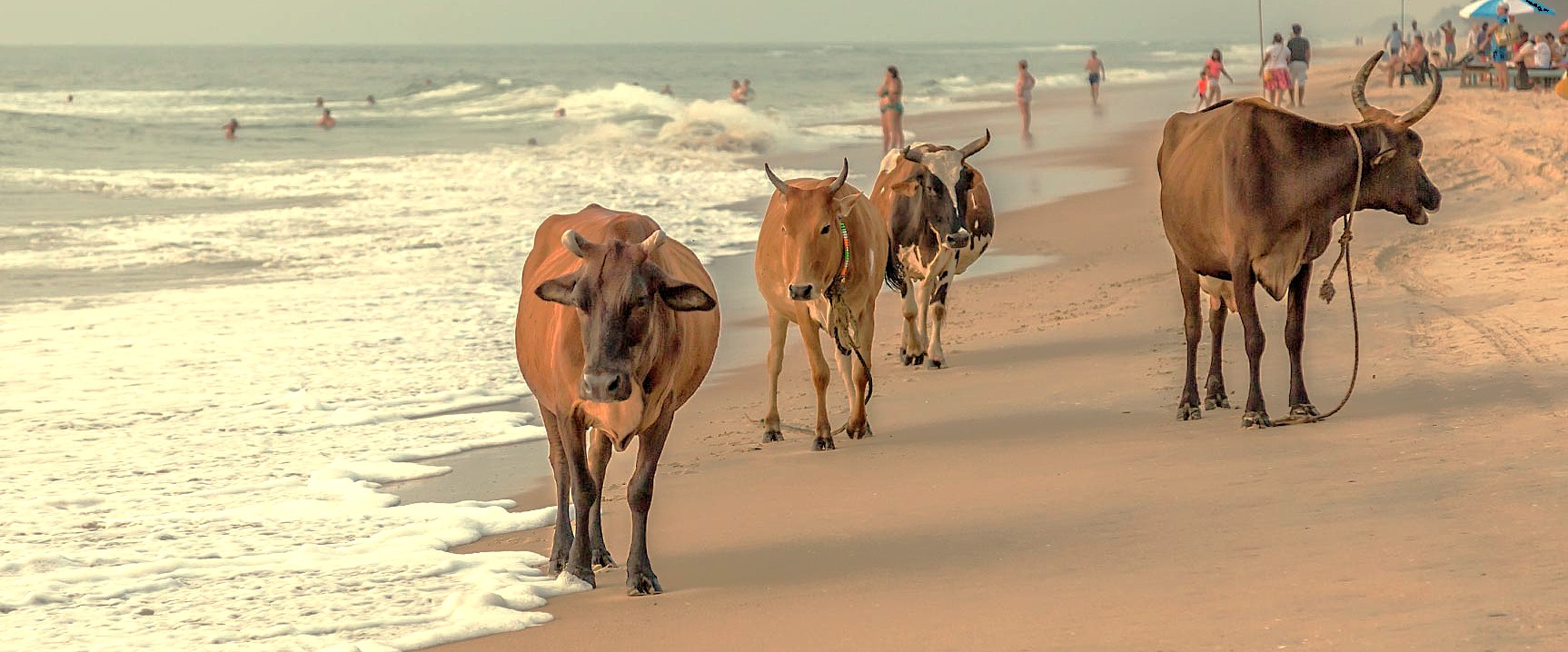 Sacred cows walk along the shoreline of the famous Goa Beaches in India, a popular tourist destination near the state of Karnataka and the historic Old Goa St. Francis Church UNESCO churches, as people swim in the background. Sacred cows walk along the shoreline of the famous Goa Beaches in India, a popular tourist destination near the state of Karnataka and the historic Old Goa St. Francis Church UNESCO churches, as people swim in the background.