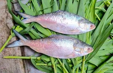 Godavari Pulasa Godavari Pulasa