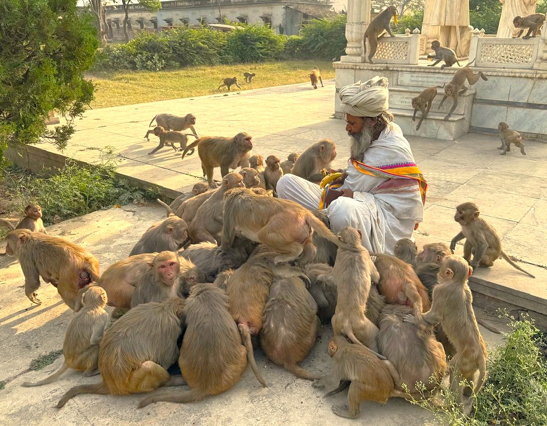 Serene scene of a local guru feeding monkeys at Grishneshwar Temple near Aurangabad, Maharashtra, India, part of the UNESCO Ellora and Ajanta Caves complex, showcasing cultural harmony and religious devotion.