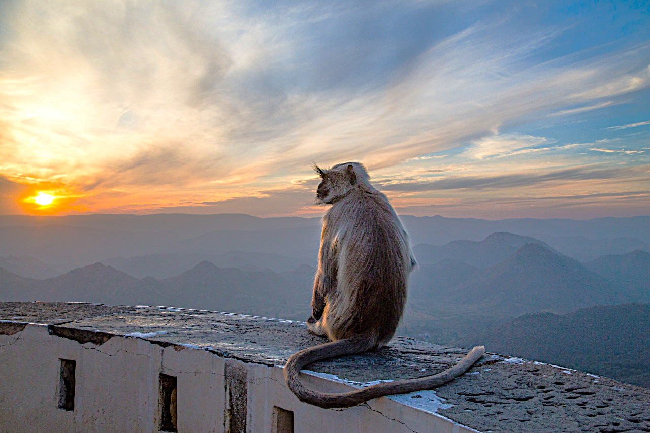 A contemplative monkey sits on the terrace of Hawa Mahal, Palace of the Winds, overlooking the Aravalli hills at sunset in Jaipur, Rajasthan, India, highlighting UNESCO heritage and nature.