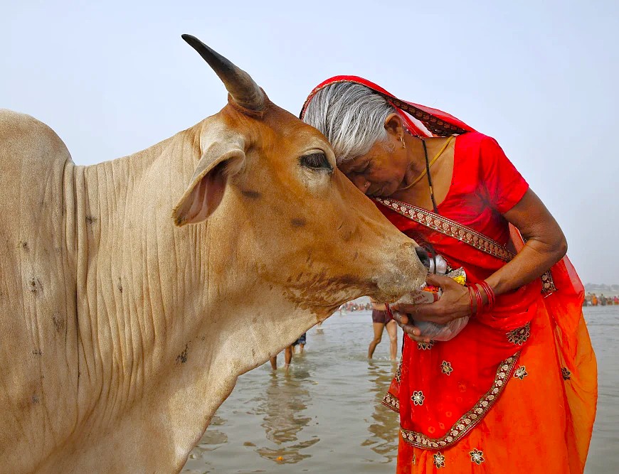A touching image of an Indian woman's devotion to a sacred cow, reflecting spiritual culture near the Aihole-Galagantha Temple, Badami, and Pattadakal UNESCO temples. Hichappayya Gudi Temple A touching image of an Indian woman's devotion to a sacred cow, reflecting spiritual culture near the Aihole-Galagantha Temple, Badami, and Pattadakal UNESCO temples. Hichappayya Gudi Temple