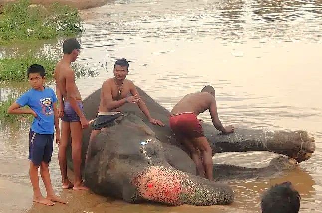 Witness the elephant bathing ritual near Hippie Island in Hampi, a UNESCO site in Karnataka, India, close to Sanapur Lake, Vittala Temple, and the Queen's Baths. Witness the elephant bathing ritual near Hippie Island in Hampi, a UNESCO site in Karnataka, India, close to Sanapur Lake, Vittala Temple, and the Queen's Baths.