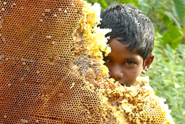 Honey collectors