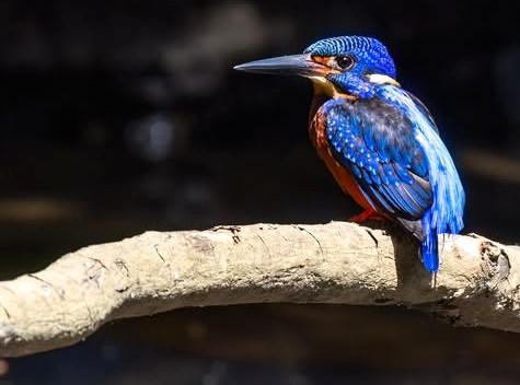 Vibrant blue kingfisher perches on a rustic branch above Kerala’s picturesque lush backwaters near Kochi, highlighting South India’s rich biodiversity alongside drifting Kettuvallam Houseboats Kerala near Kochi authentic eco-tourism charm. Vibrant blue kingfisher perches on a rustic branch above Kerala’s picturesque lush backwaters near Kochi, highlighting South India’s rich biodiversity alongside drifting Kettuvallam Houseboats Kerala near Kochi authentic eco-tourism charm.