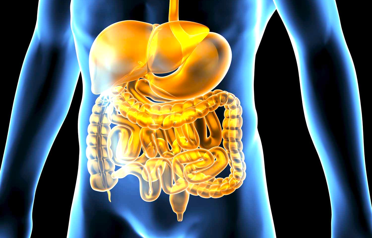 Digestive Tract Digestive Tract