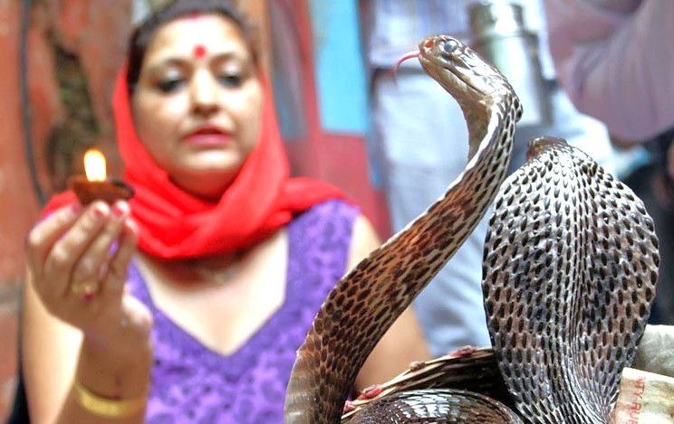 Indian cobra ritual with woman offering diya in Kerala, connecting Munnar hill ceremonies, Kochi temple festivals, Mysore palaces, Bangalore street performances, and ancient Madurai blessings. Indian cobra ritual with woman offering diya in Kerala, connecting Munnar hill ceremonies, Kochi temple festivals, Mysore palaces, Bangalore street performances, and ancient Madurai blessings.