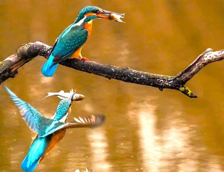 Vibrant kingfisher birds gracefully hunt fish near Jag Mandir palace on Lake Pichola in Udaipur, Rajasthan, India, a city celebrated for its wildlife near UNESCO World Heritage Site Jaipur. Vibrant kingfisher birds gracefully hunt fish near Jag Mandir palace on Lake Pichola in Udaipur, Rajasthan, India, a city celebrated for its wildlife near UNESCO World Heritage Site Jaipur.