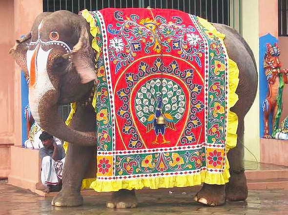 Vibrantly decorated elephant adorned with peacock-embroidered red and yellow textiles at Jaipur festival in Rajasthan, India, standing beside temple sculptures, showcasing traditional craftsmanship and cultural significance in festive religious procession.