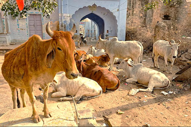 Cattle rest near a traditional archway in the Old City, reflecting the everyday life and culture close to the Jamia Masjid Srinagar landmark in Jammu and Kashmir, India. Cattle rest near a traditional archway in the Old City, reflecting the everyday life and culture close to the Jamia Masjid Srinagar landmark in Jammu and Kashmir, India.