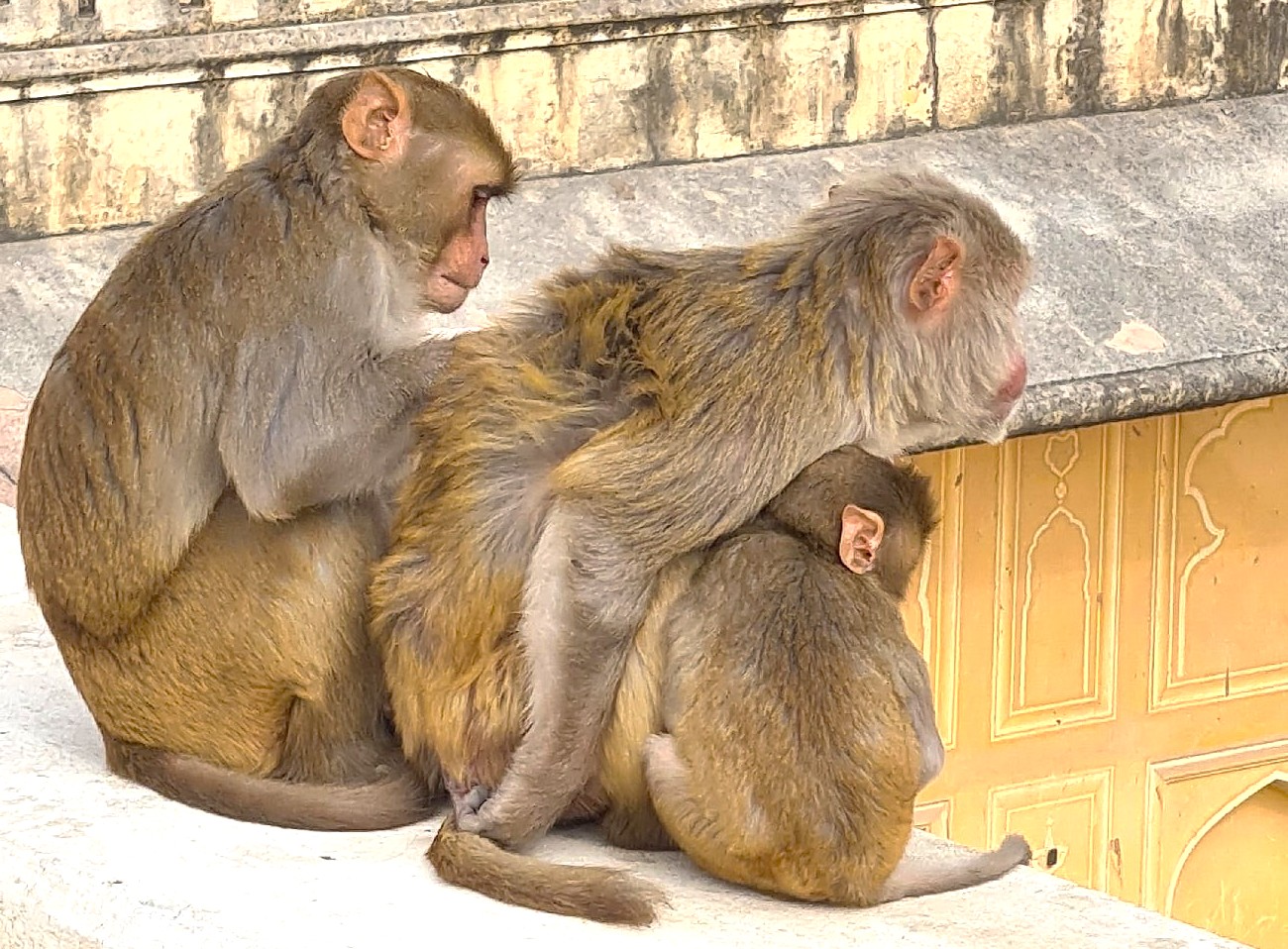 Group of rhesus macaque monkeys grooming on sandstone ledge of Jantar Mantar Jaipur UNESCO site in Rajasthan, India, under sunlit amber glow, illustrating wildlife interaction against ornate astronomical observatory backdrop.