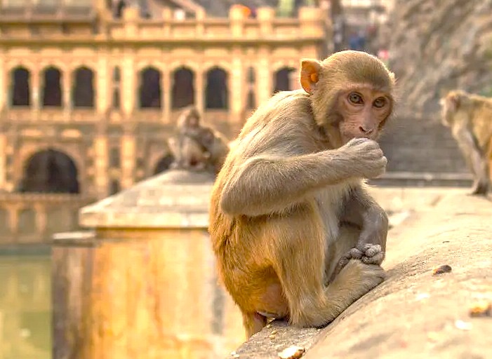 “Close-up of rhesus macaque monkey grooming at Galtaji Monkey Temple, Jaipur, Rajasthan, India, perched on sandstone terrace with historic temple arches, vivid natural light capturing serene wildlife and heritage architecture.”