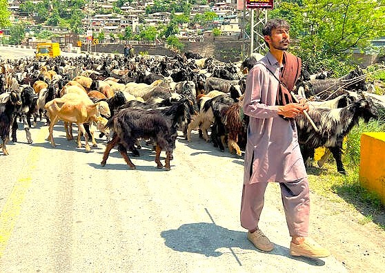 A traditional Kashmiri shepherd guides his flock of goats along a road near Kashmir-Srinagar, India, a sight common across the rural Himalayas near landmarks like Shankaracharya Hill and Sinthan Top, capturing the everyday life outside the potential Unesco City of Arts. A traditional Kashmiri shepherd guides his flock of goats along a road near Kashmir-Srinagar, India, a sight common across the rural Himalayas near landmarks like Shankaracharya Hill and Sinthan Top, capturing the everyday life outside the potential Unesco City of Arts.