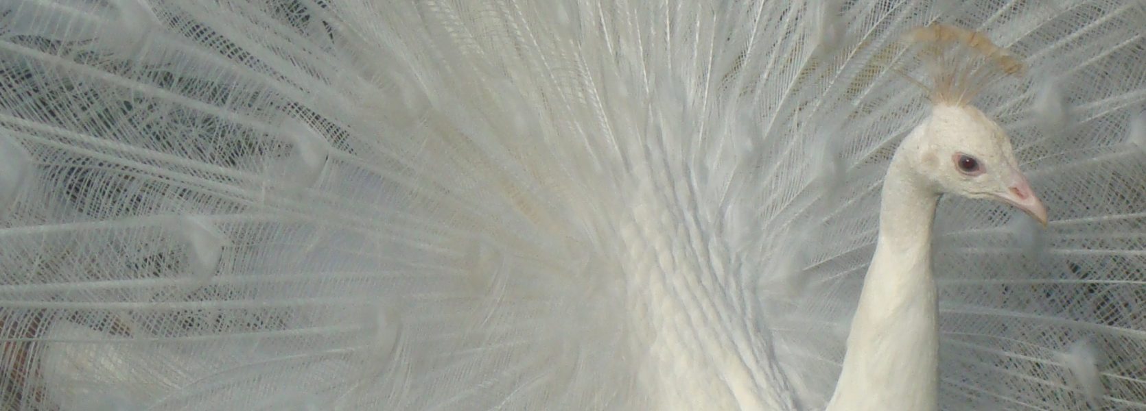 A majestic white peacock displays its pristine fanned feathers beside Karangi Lake in Mysore, Karnataka, India, captivating birdwatchers and photographers with elegant, natural, timeless splendor.