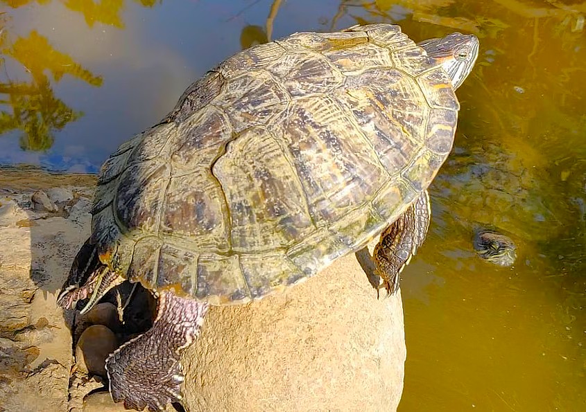 Scenic Karanji Lake walk in Bangalore Karnataka India featuring diverse wildlife, turtles resting on sunlit rocks, vibrant birdlife, tranquil waters, lush greenery surrounding freshwater habitat.