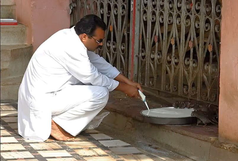 A devotee pours milk onto a tray at Karni Mata Rat Temple in the Bikaner Thar Desert, Rajasthan, India as sacred rats gather, illustrating deep faith and unique temple rituals.