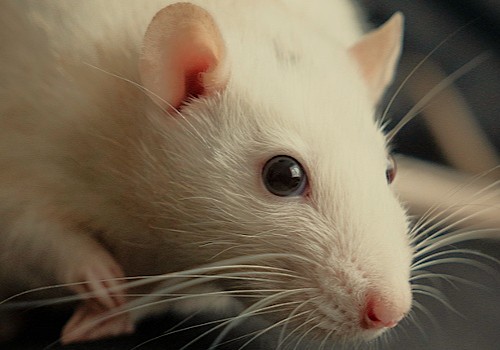 A rare sacred white rat at the Karni Mata Rat Temple near Bikaner, Rajasthan, a holy sighting in India for tourists visiting Jodhpur, Jaipur, and Udaipur.