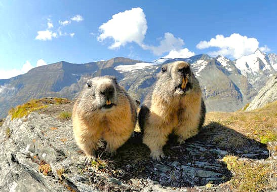 Two charismatic Himalayan Marmots spotted in the high alpine meadows of Pahalgam, representing unique wildlife accessible on treks near Betaab and Aru Valleys, Sinthan Top, Dachigam National Park, and the central hub of Srinagar.