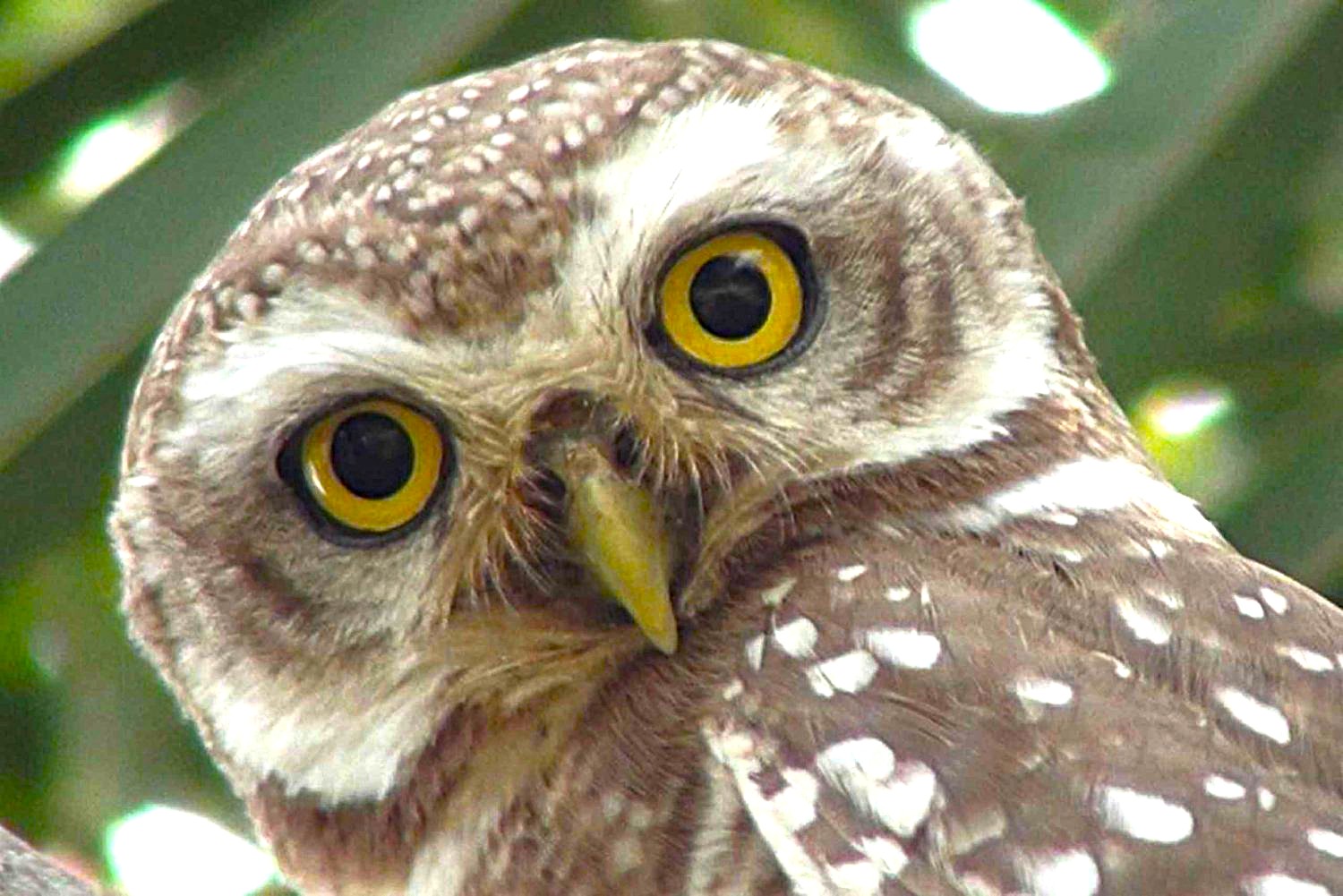 Close-up of a spotted owl perched among foliage at Keoladeo National Park, Rajasthan, India UNESCO site, showcasing detailed feathers, bright yellow eyes, and natural camouflage.