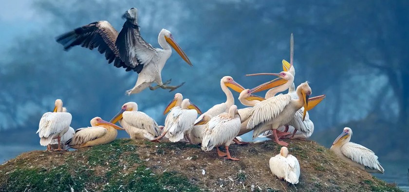 The dynamic relationship within a flock of pelicans at Keoladeo National Park, a Unesco site, offers a stunning wildlife spectacle for tourists in India visiting Agra, the Taj Mahal, Agra Fort, and the nearby Unesco Fatehpur Sikri Fort.