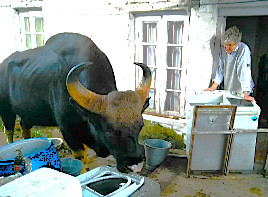 A majestic bison stands beside a local artisan in a rustic cottage kitchen in misty Kodaikanal, Palani Hills, Tamil Nadu, South India, showcasing rural heritage.