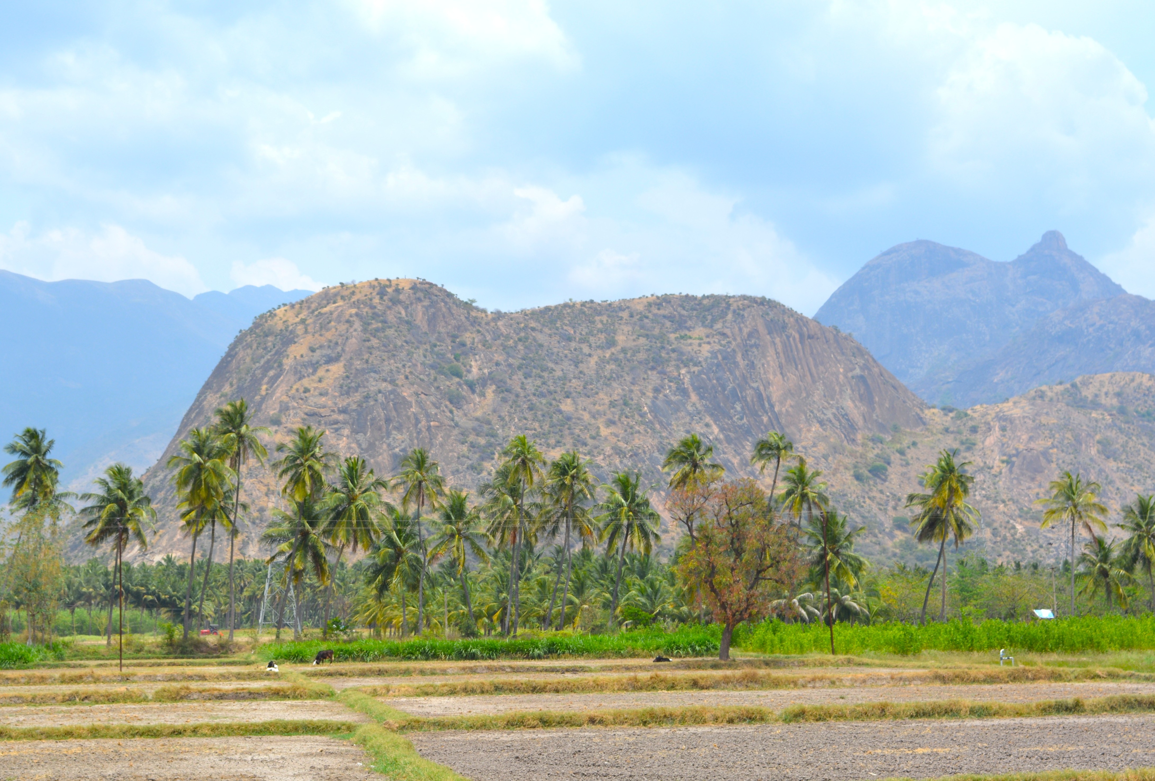 Verdant fields framed by swaying palm trees against rolling Palani Hills backdrop in Kodaikanal, Tamil Nadu, South India, evoking serene rural charm at Sunday Markets.