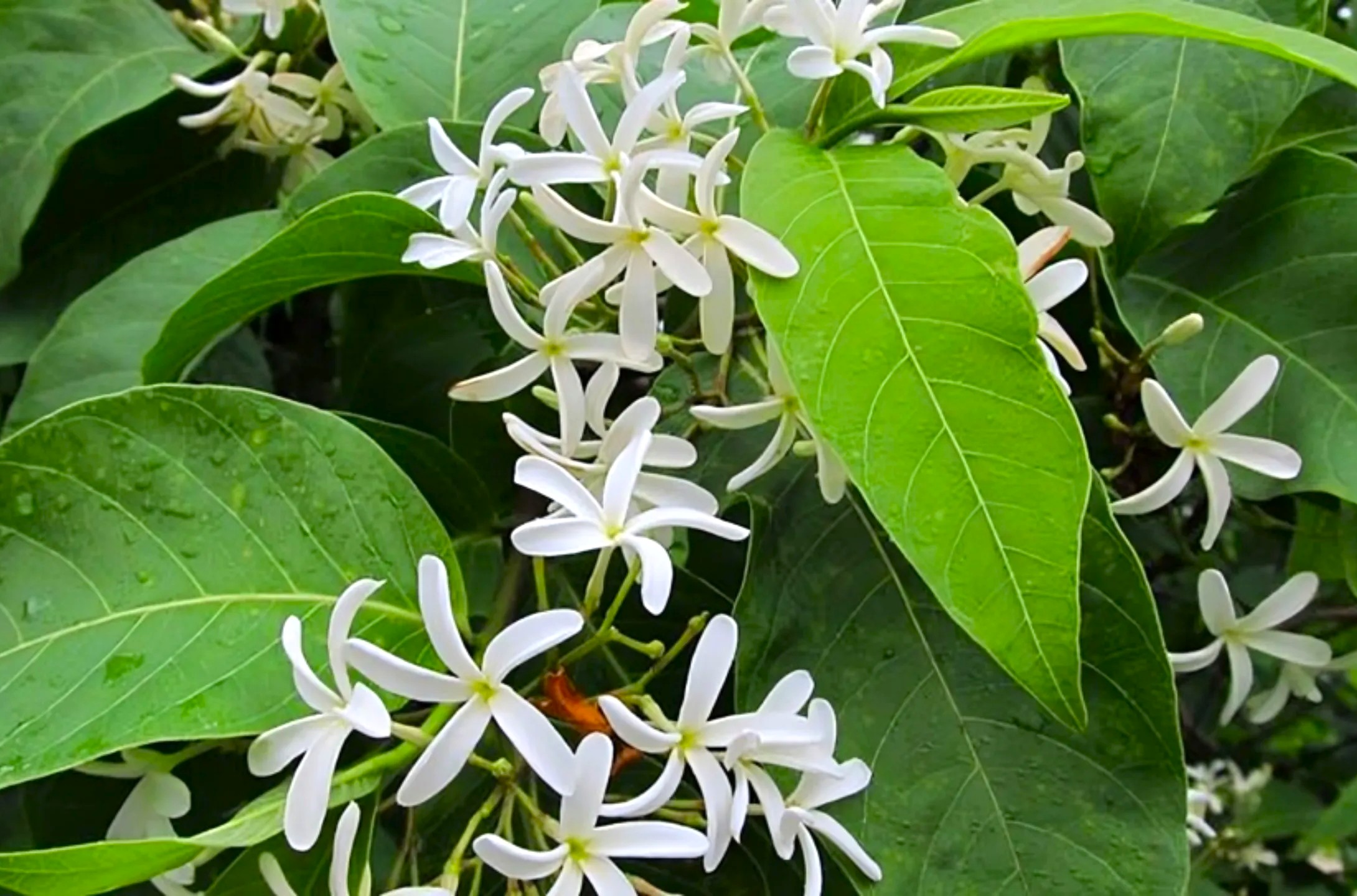 Kutaj Plant Kutaj Plant