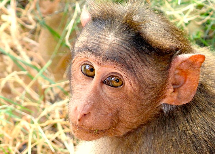 A monkey in Lepakshi, Andhra Pradesh, India, observes its surroundings, a creature thriving in close relationship with the historic Veerabhadra temple and its famous hanging pillar.