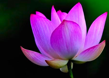 Lotus Lotus