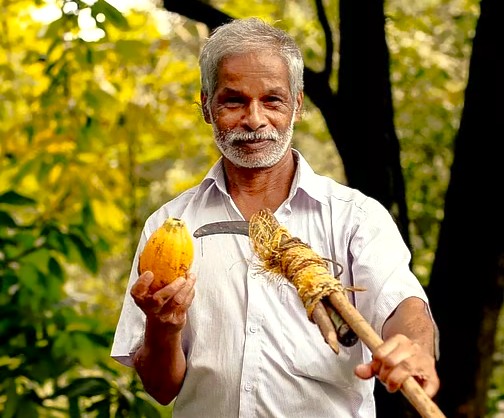 Elderly Kerala cocoa farmer in Munnar, Southern India, harvesting a ripe cocoa pod with a traditional tool for Macofa Chocolates production. Elderly Kerala cocoa farmer in Munnar, Southern India, harvesting a ripe cocoa pod with a traditional tool for Macofa Chocolates production.