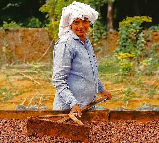 In Kerala’s Munnar hills, Maofa Chocolates artisans craft spice-infused, bean-to-bar delights from Southern India’s rich cocoa, fostering sustainable farming relationships with local growers’ cherished tradition. In Kerala’s Munnar hills, Maofa Chocolates artisans craft spice-infused, bean-to-bar delights from Southern India’s rich cocoa, fostering sustainable farming relationships with local growers’ cherished tradition.