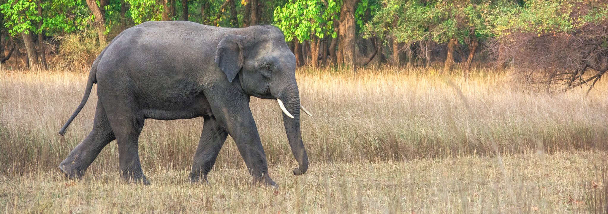 Wild Indian elephant walking in Tamil Nadu’s Palani Hills, India, representing unique South Indian wildlife, natural beauty, biodiversity, and eco-tourism opportunities in this stunning landscape. Wild Indian elephant walking in Tamil Nadu’s Palani Hills, India, representing unique South Indian wildlife, natural beauty, biodiversity, and eco-tourism opportunities in this stunning landscape.