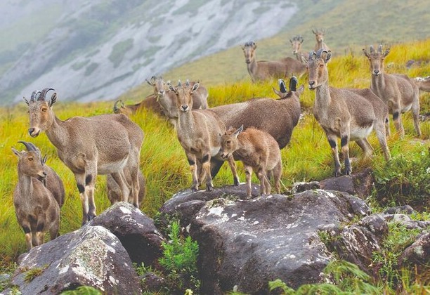 “Mountain goats graze on rocky grasslands during an India road trip through states Kerala and Tamil Nadu, passing through Madurai and Munnar highlands, wildlife adventure.”