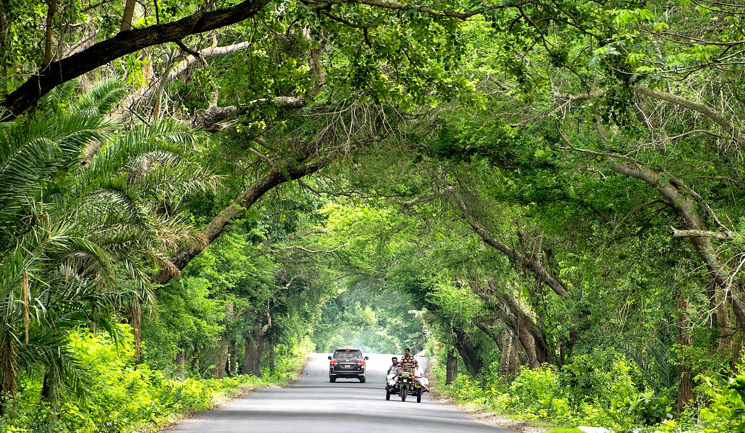 "A scenic India road trip passing through Madurai and Munnar across Tamil Nadu and Kerala, featuring lush canopy roads, rural vehicles and tranquil forest landscapes."