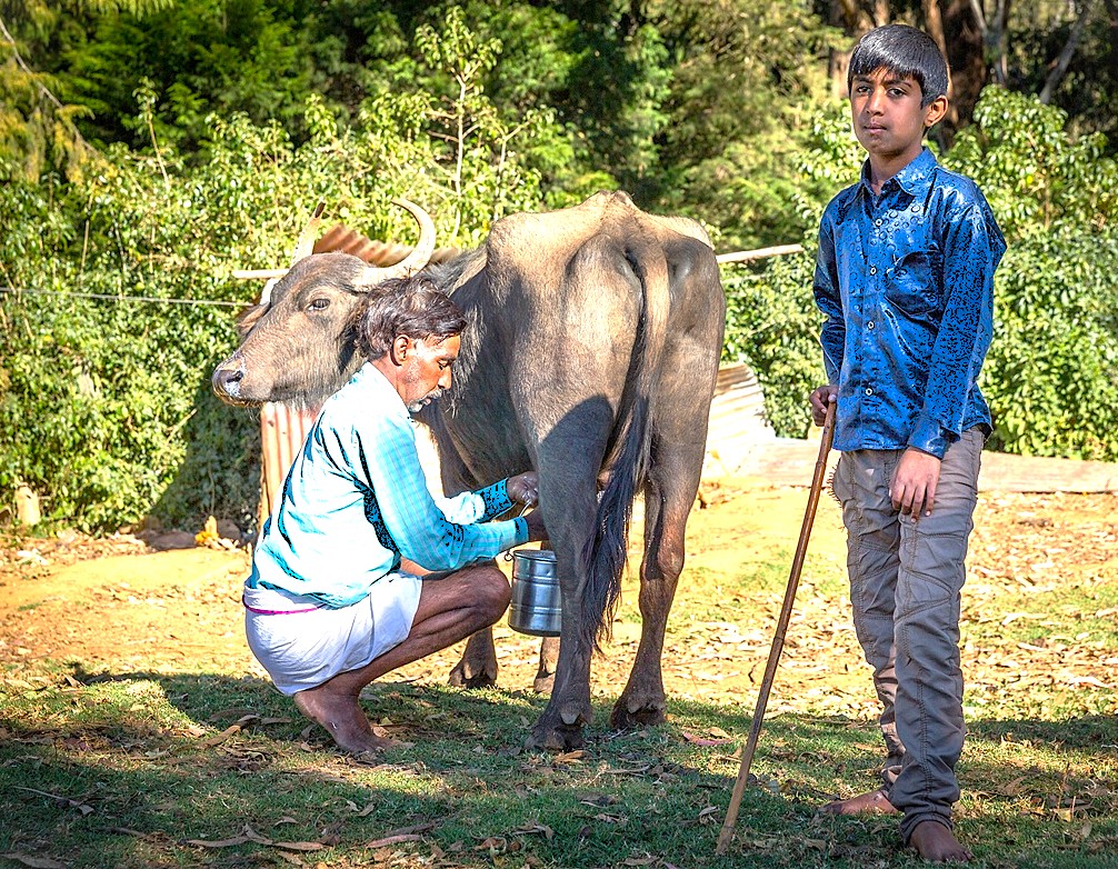 A local man milks a water buffalo in rural Karnataka, India, a scene of daily life for villagers living near the Malegitti Shivalaya Temple and Pattadarkel-Unesco site. A local man milks a water buffalo in rural Karnataka, India, a scene of daily life for villagers living near the Malegitti Shivalaya Temple and Pattadarkel-Unesco site.