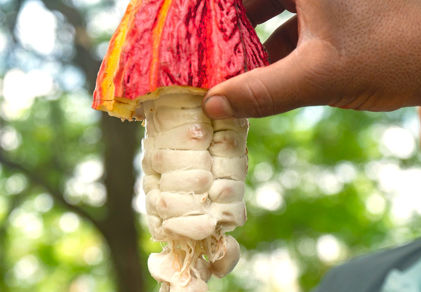 From fresh cocoa beans in South India's UNESCO Western Ghats, Moddys Chocolate crafts artisan treats in Ooty, offering workshops near the famed Dodbetta Tea Plantation.