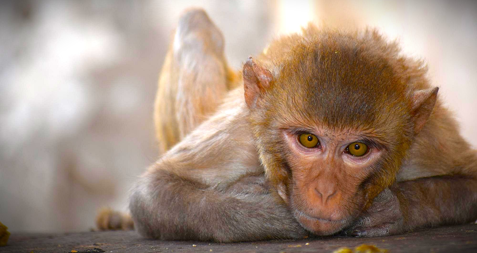 A young rhesus macaque lounges on ancient stone ledges at Galta Ji Monkey Temple in Jaipur, Rajasthan, India, illustrating the temple’s spiritual ambiance, vibrant wildlife interaction, and historical heritage site. A young rhesus macaque lounges on ancient stone ledges at Galta Ji Monkey Temple in Jaipur, Rajasthan, India, illustrating the temple’s spiritual ambiance, vibrant wildlife interaction, and historical heritage site.