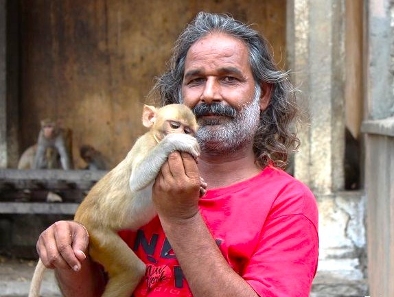 temple caretaker cradles a playful rhesus macaque at Galta Ji Monkey Temple Jaipur in Rajasthan, India, showcasing wildlife interaction, historic sandstone architecture, spiritual ambiance, and vibrant rich cultural heritage. temple caretaker cradles a playful rhesus macaque at Galta Ji Monkey Temple Jaipur in Rajasthan, India, showcasing wildlife interaction, historic sandstone architecture, spiritual ambiance, and vibrant rich cultural heritage.