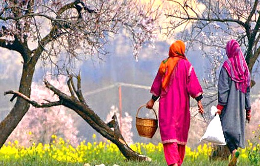 Local women walk in the Himalayas, home to Mugal Gardens- Chashma, Nishat and Shalimar gardens and Pampore Saffron fields. Near Lidder River Pahalgam and near Betaab Valley, Kashmir-Srinagar is a Unesco city of arts. Local women walk in the Himalayas, home to Mugal Gardens- Chashma, Nishat and Shalimar gardens and Pampore Saffron fields. Near Lidder River Pahalgam and near Betaab Valley, Kashmir-Srinagar is a Unesco city of arts.