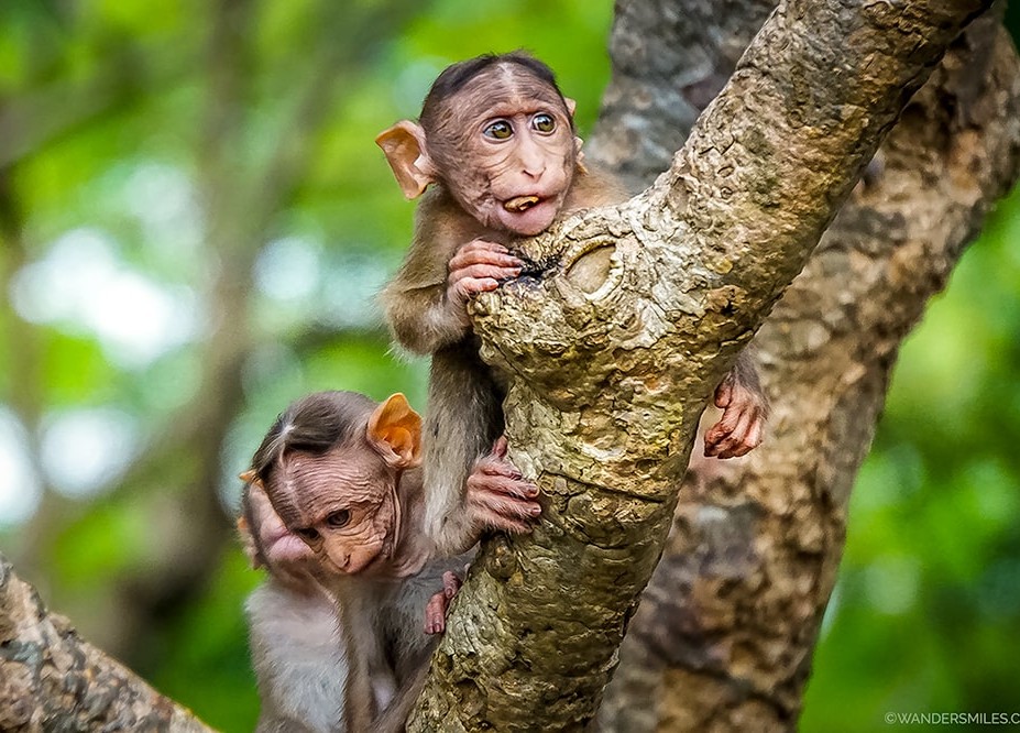 Playful baby monkeys cling to a tree branch in a lush Mumbai forest of Mahapradesh, India, capturing curious expressions, vibrant greenery, wildlife diversity, natural habitat charm, and untamed primate joy. Playful baby monkeys cling to a tree branch in a lush Mumbai forest of Mahapradesh, India, capturing curious expressions, vibrant greenery, wildlife diversity, natural habitat charm, and untamed primate joy.