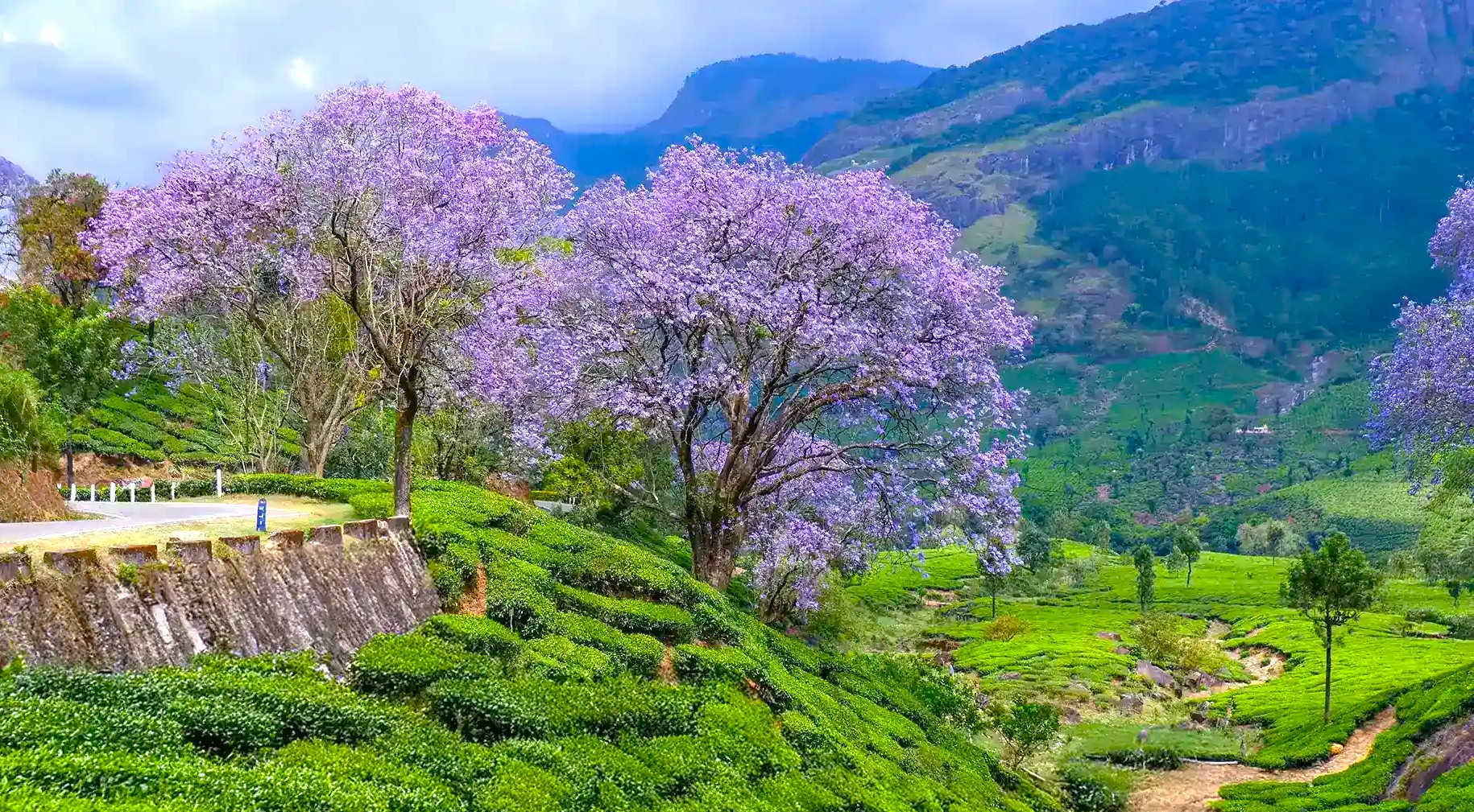 Vibrant purple Jacaranda blooms frame lush tea plantations on terraced hillsides in Munnar, Kerala, Southern India, alongside a winding rural road beneath misty mountainous vistas. Vibrant purple Jacaranda blooms frame lush tea plantations on terraced hillsides in Munnar, Kerala, Southern India, alongside a winding rural road beneath misty mountainous vistas.