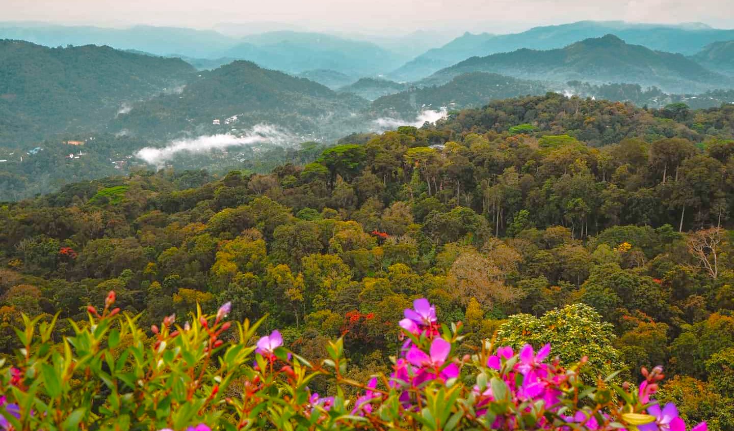  “Vibrant wildflowers frame lush verdant forest and misty mountain ridges in Munnar, Kerala hill station, showcasing tropical biodiversity, vistas, and scenic landscapes in Southern India.”