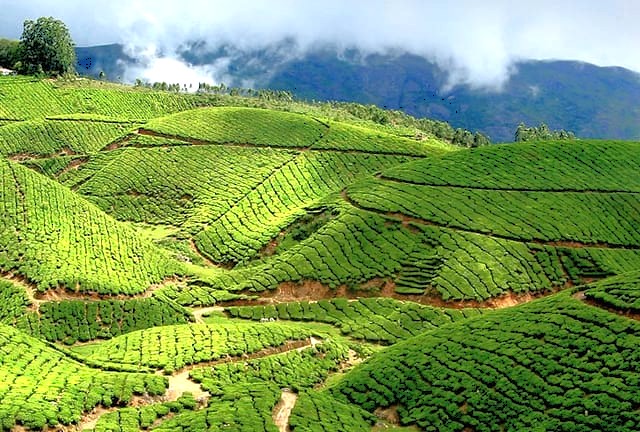 Lush terraced tea plantations roll over misty hills at Munnar, Kerala, Southern India, showcasing sustainable agriculture, breathtaking mountain views, vibrant green landscapes, serene hill atmosphere.