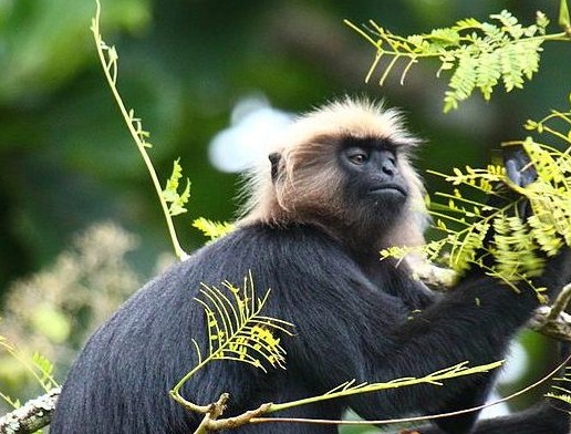 A contemplative grey langur perched in lush forest near Munnar, Kerala, Southern India, showcasing majestic endemic wildlife, serene habitat, vibrant verdant greenery, and rich biodiversity.