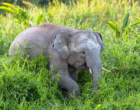A juvenile Asian elephant peacefully grazes in verdant grassland near Nahargarh Fort and Patrika Gate in Jaipur, Rajasthan, India, showcasing vibrant wildlife conservation, unforgettable ecotourism adventures and cultural heritage landmarks.