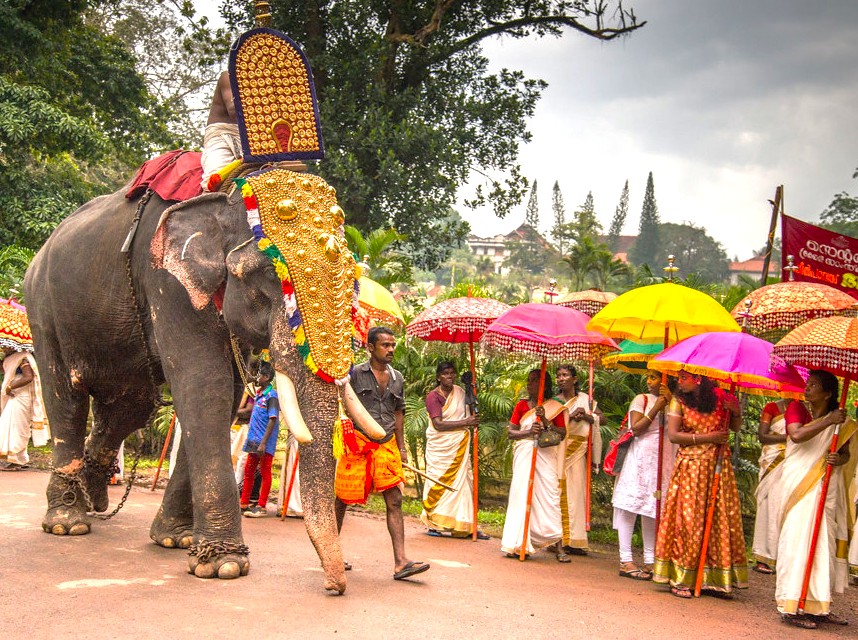 Majestic elephant adorned with golden ornaments leads a vibrant cultural procession near Nahargarh Fort in Jaipur, Rajasthan, India, where locals in traditional attire carry colorful umbrellas celebrating heritage, festive traditions.