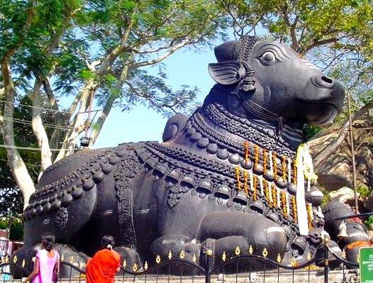 Ancient Nandi Bull Temple in Mysore, Karnataka, India showcases a colossal black granite sculpture of the sacred bull at Chamundi Hills, attracting pilgrims, tourists, and cultural enthusiasts.