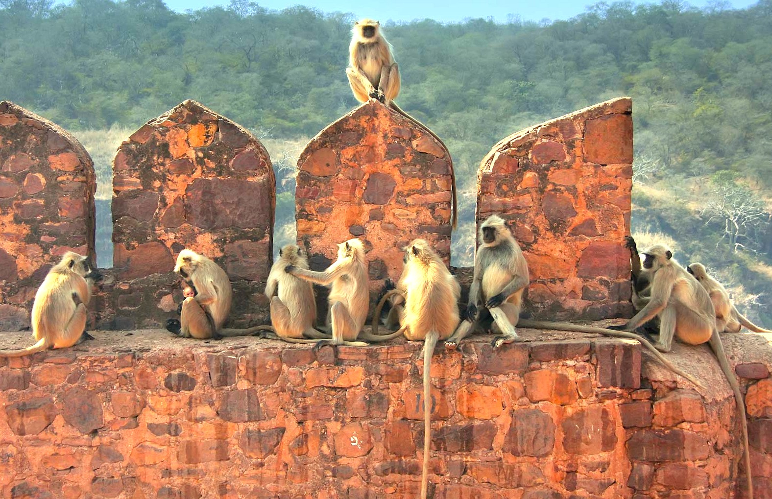 The social relationship of a monkey troop is a common sight at the New Vishwanath Temple in Varanasi, India, a spiritual site located near the Sarnath UNESCO site. The social relationship of a monkey troop is a common sight at the New Vishwanath Temple in Varanasi, India, a spiritual site located near the Sarnath UNESCO site.
